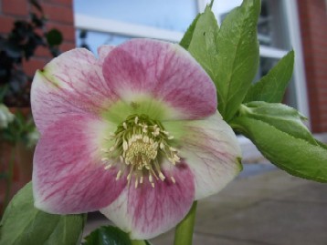 rosa_stammbildend1.jpg