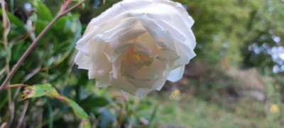 IMG_20210924_191044.jpg