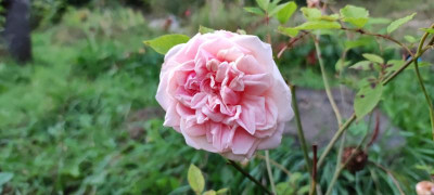 IMG_20210924_191038.jpg