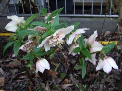 Rosa_Anemone.jpg
