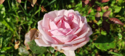IMG_20210919_104907.jpg