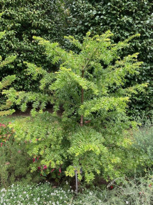 Araucaria bidwillii.jpg