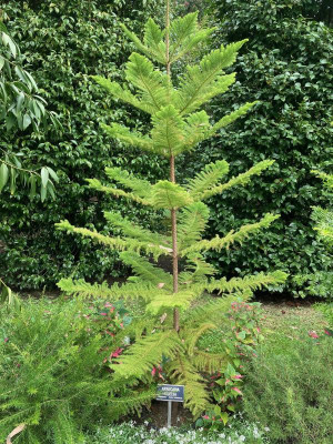 Araucaria excelsa.jpg