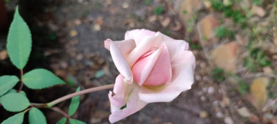 IMG_20210925_184003.jpg