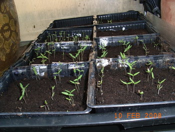 16_tomatensorten_sind_scho_irre.JPG