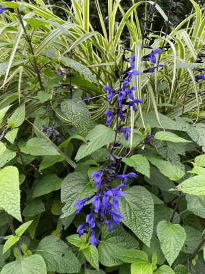 Salvia Black and Blue met Arundo donax Variegata.JPG