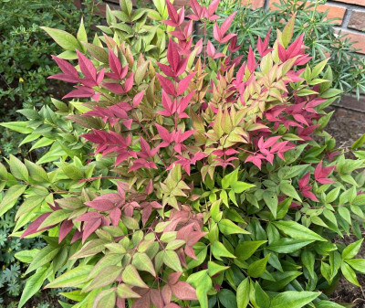 Nandina domestica Obsessed sept 2021.JPG