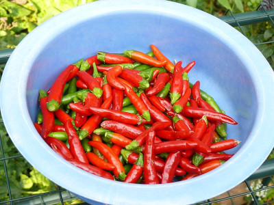 210926_falsche Caroliner Reaper.jpg