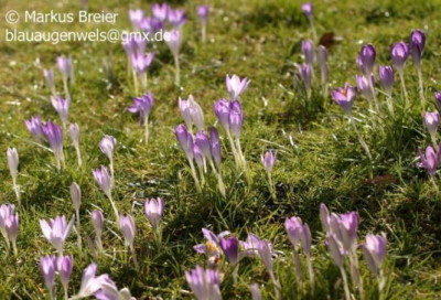 Crocus_sp_02.08_04.jpg