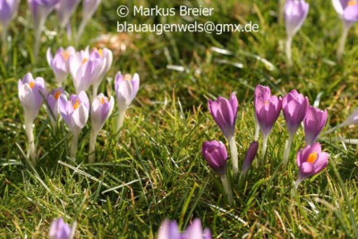 Crocus_sp_02.08_03.jpg