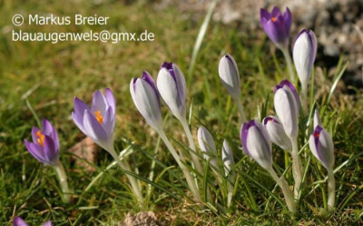 Crocus_sp_02.08_08.jpg