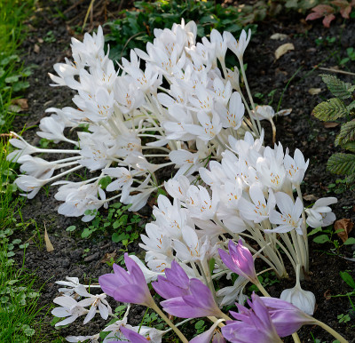 DSC_3023_DxO.jpg
