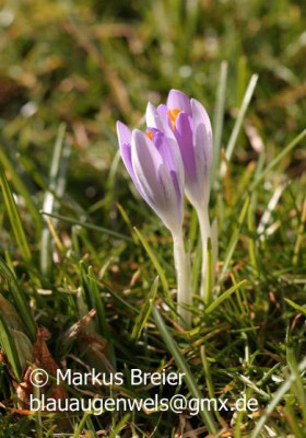 Crocus_sp_02.08_07.jpg