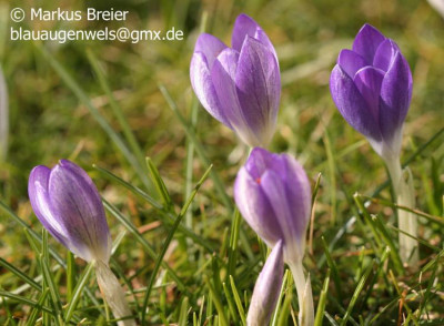 Crocus_sp_02.08_09.jpg