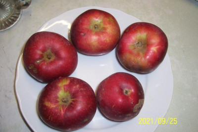 100_8776 Säulenapfel rot.jpg