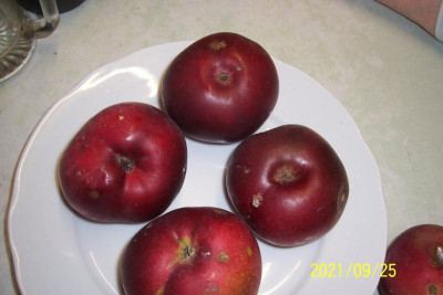 100_8777 Säulenapfel rot.jpg