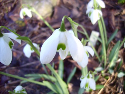Galanthus_Dionysus_07.02.08.jpg