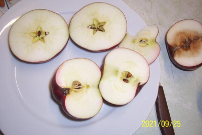 100_8779 Säulenapfel Querschnitte.jpg