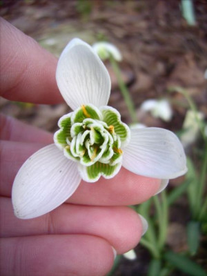 Galanthus_Dionysus_Blute_08.02.08.jpg