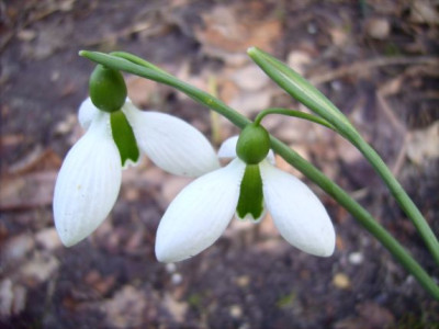 Galanthus_Merlin_08.02.08_010.jpg
