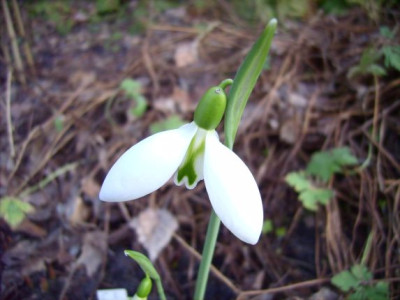 Galanthus_Robin_Hood_08.02.08_004.jpg