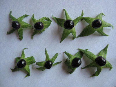 Atropa belladonna.jpg