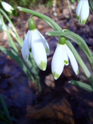Galanthus_nivalis_Viridapice_07.02.08_015.jpg