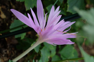 DSCF5154.JPG