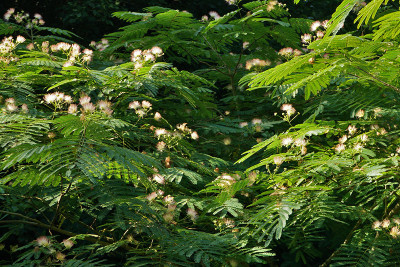 albizia_1.jpg