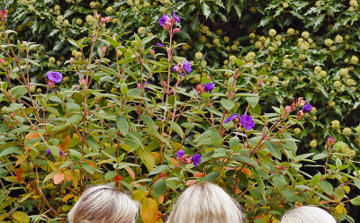 tibouchina1.jpg