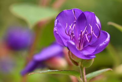 tibouchina2.jpg