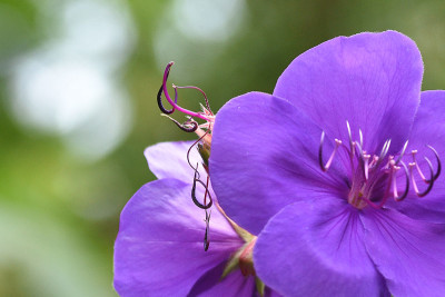 tibouchina3.jpg