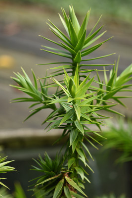 angustifolia.jpg