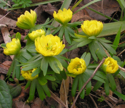 Eranthis_Double_027.jpg