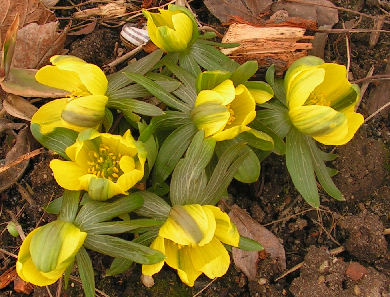 Eranthis_gruenling013.jpg
