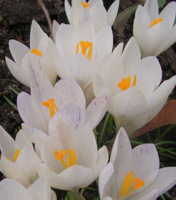 Crocus_tomm_Albus_026.jpg