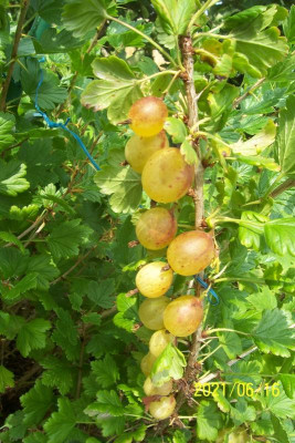 100_8768 gelbe süße Stachelbeere.jpg