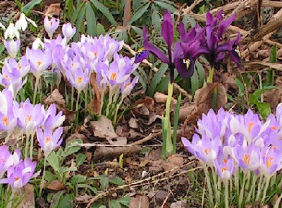 Crosus_tomm_Lilac_Beauty_008.jpg