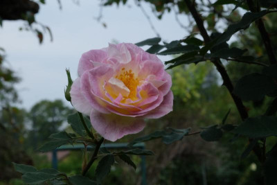 DSCF5158.JPG