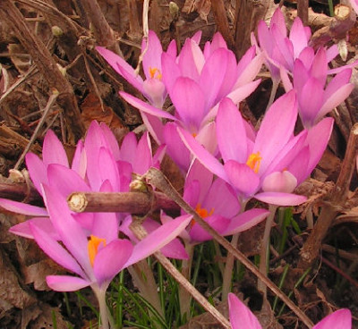Crocus_tomm_Roseus_017.jpg