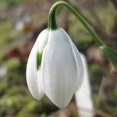 Galanthus_Dionysus__41071.jpg