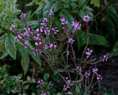 DSC_2817_DxO.jpg