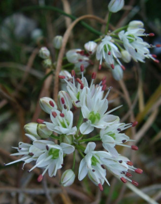 Allium callimischon ssp. callimischon21.jpg