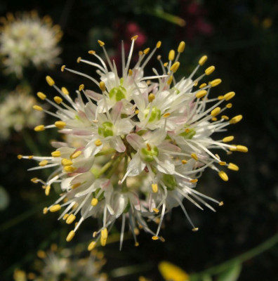 Allium saxatile21-1.jpg