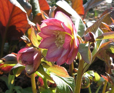 Helleborus_gefuellt_20080112.jpg