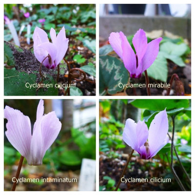 P1280180-COLLAGE.jpg