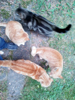 kater.jpg