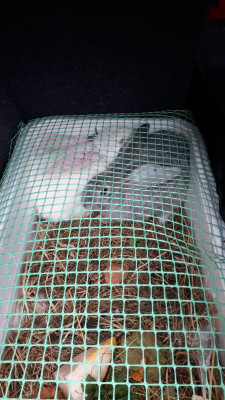 IMG-20210916-WA0010.jpeg