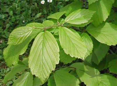 hamamelis_virginiana_blatt_.jpg