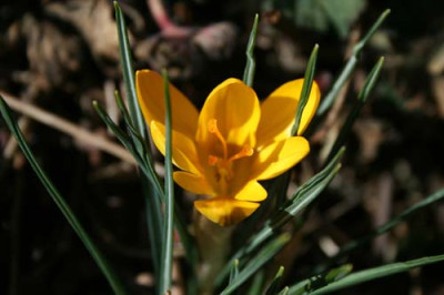 C1323_erster_Krokus_gelb.jpg